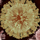 Ilustración del virus del Zika. AuntSpray / Shutterstock